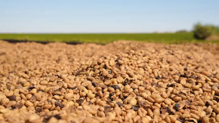 cafés colhidos na região do cerrado mineiro