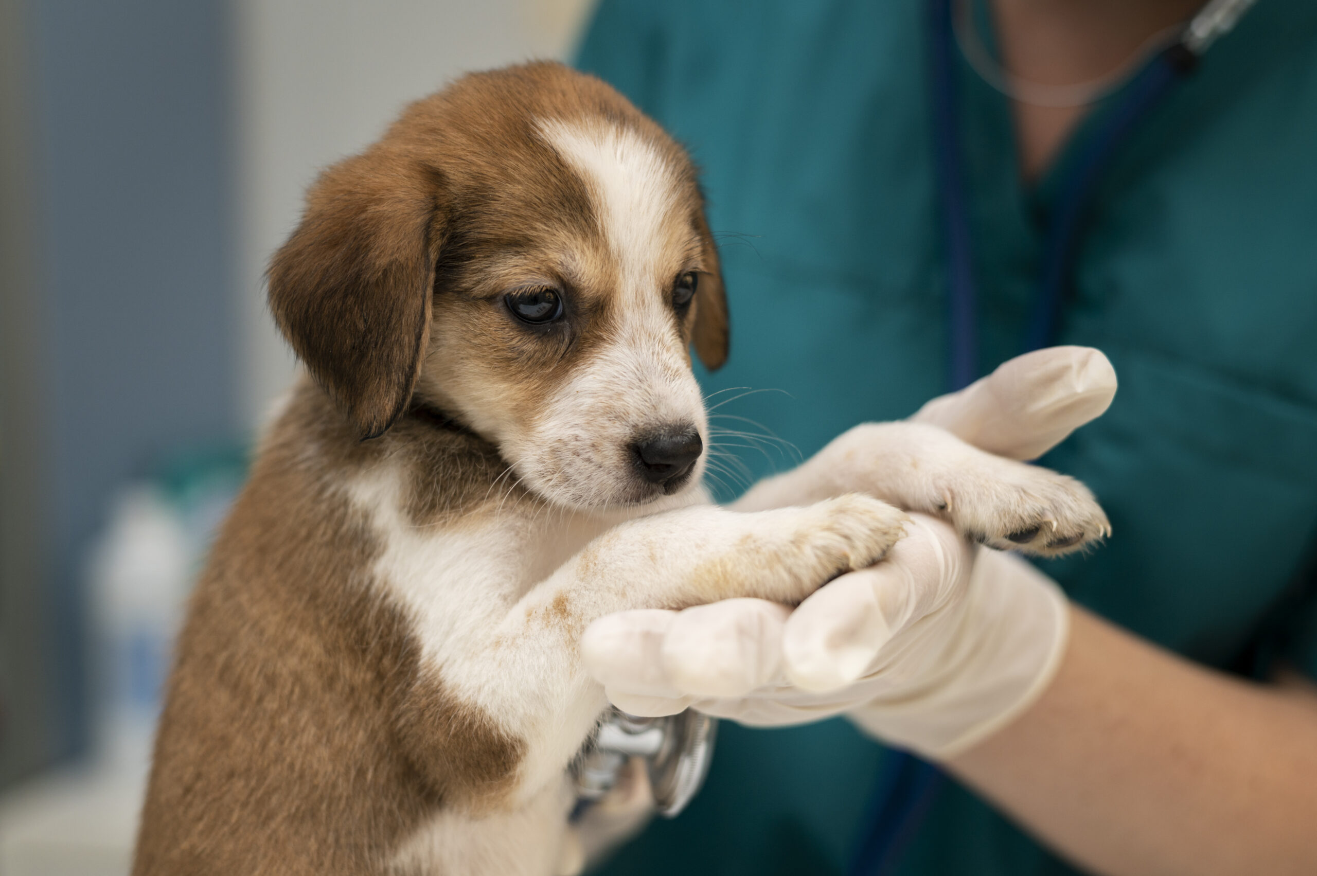 Castração gratuita de pets ocorrerá na próxima semana em Monte Carmelo; saiba como participar