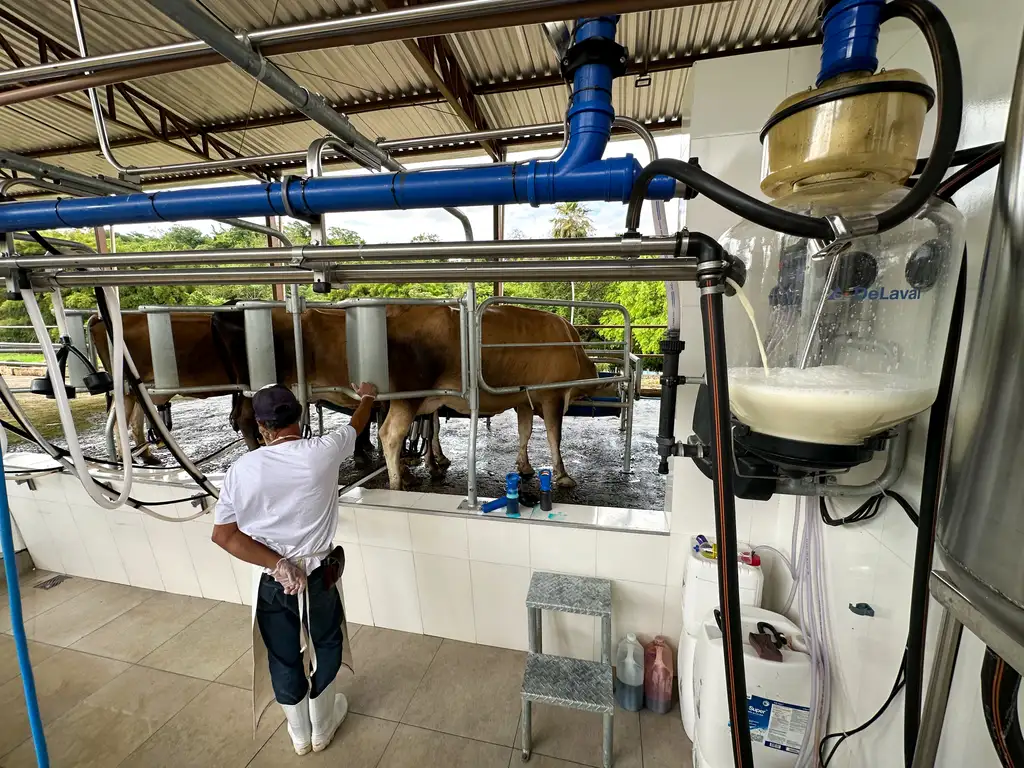 Decreto abre caminho para produtores de leite, ovos e mel da região venderem para todo o Brasil