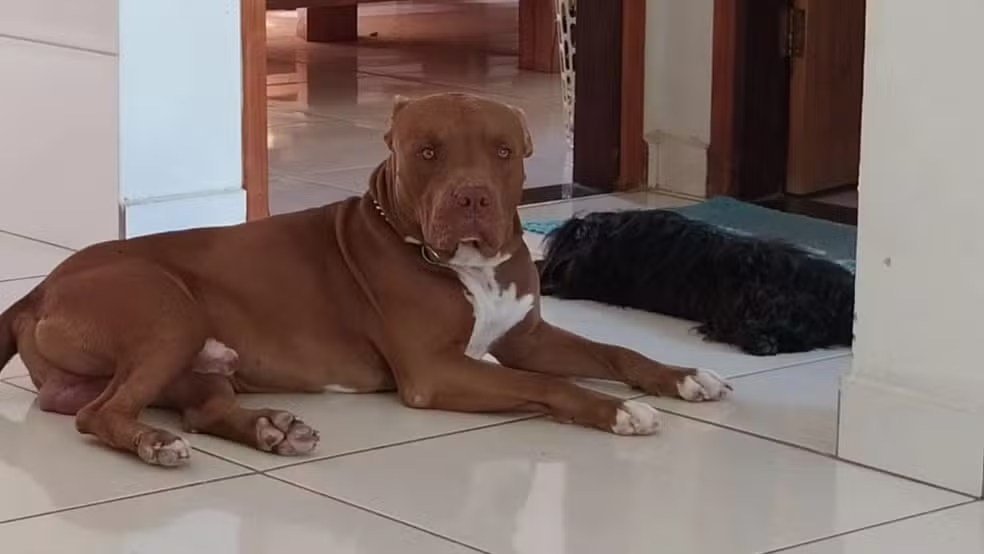 Homem mata pitbull a facadas durante briga de família em Coromandel