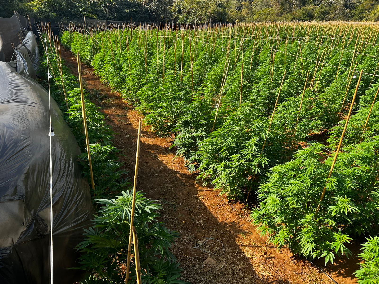 Investigação sobre mega plantação de maconha encontrada em Coromandel resulta na prisão de dois suspeitos