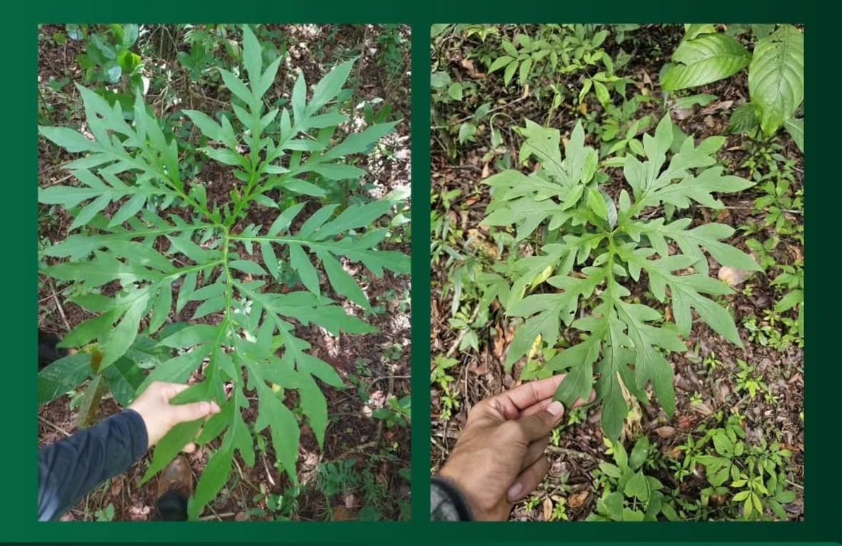 Pesquisadores da UFU encontram no Parque da Matinha espécie de planta inédita em Minas Gerais