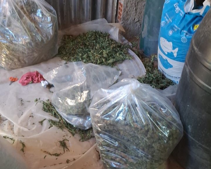Polícia Civil desmonta mais uma lavoura de maconha na região do Triângulo, agora em Cascalho Rico
