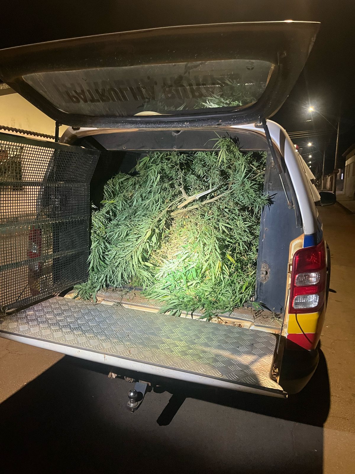 Polícia encontra grande quantidade de pés de maconha plantados em Guimarânia