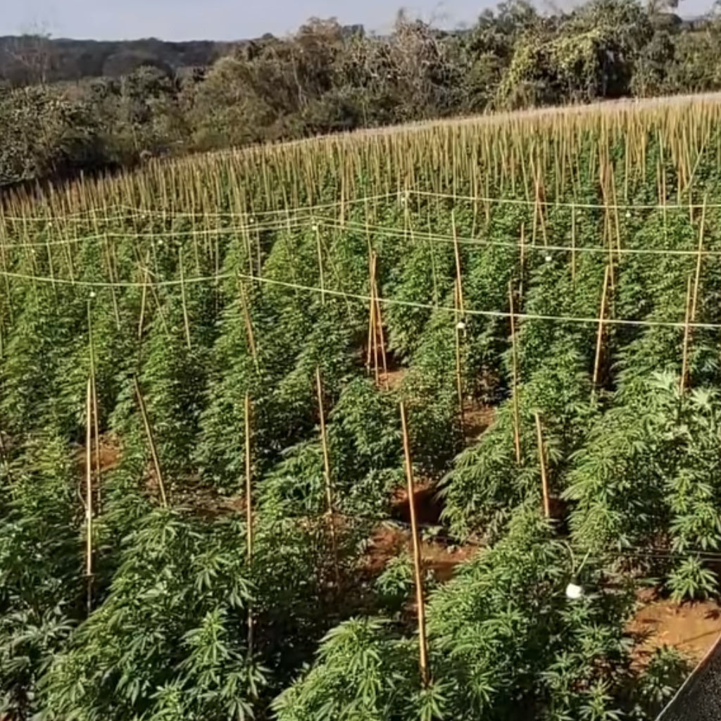 Polícia encontra plantação com cerca de 5 mil pés de maconha em Coromandel