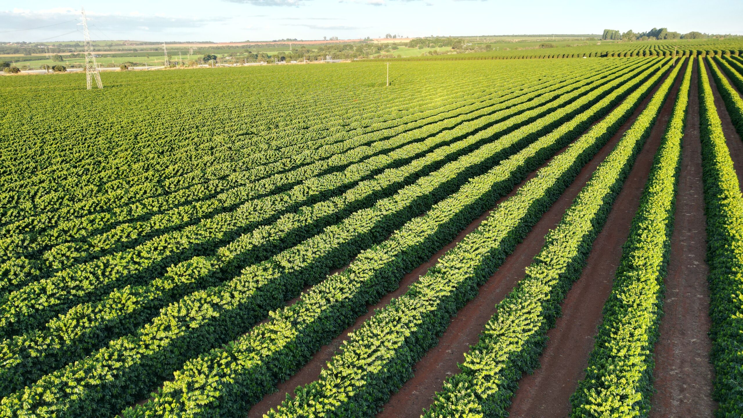 Taxação de 50% dos EUA sobre café brasileiro preocupa produtores de Monte Carmelo