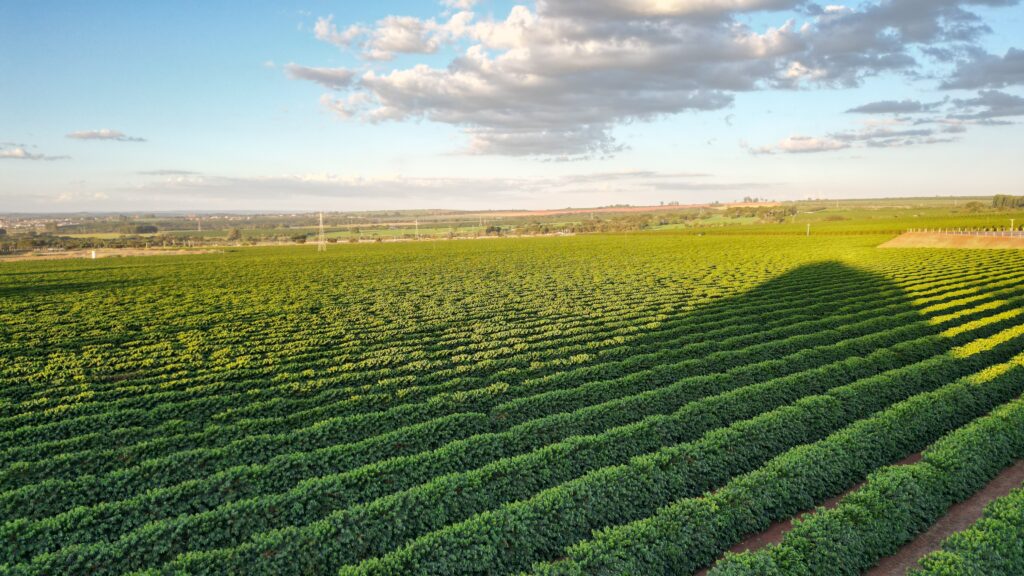 Foto de plantações de café em Monte Carmelo - MG