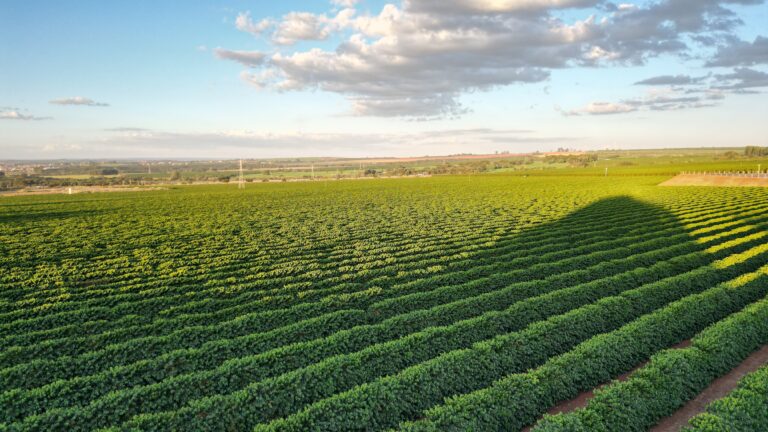 Foto de plantações de café em Monte Carmelo - MG