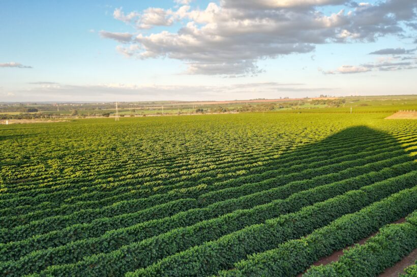 Foto de plantações de café em Monte Carmelo - MG