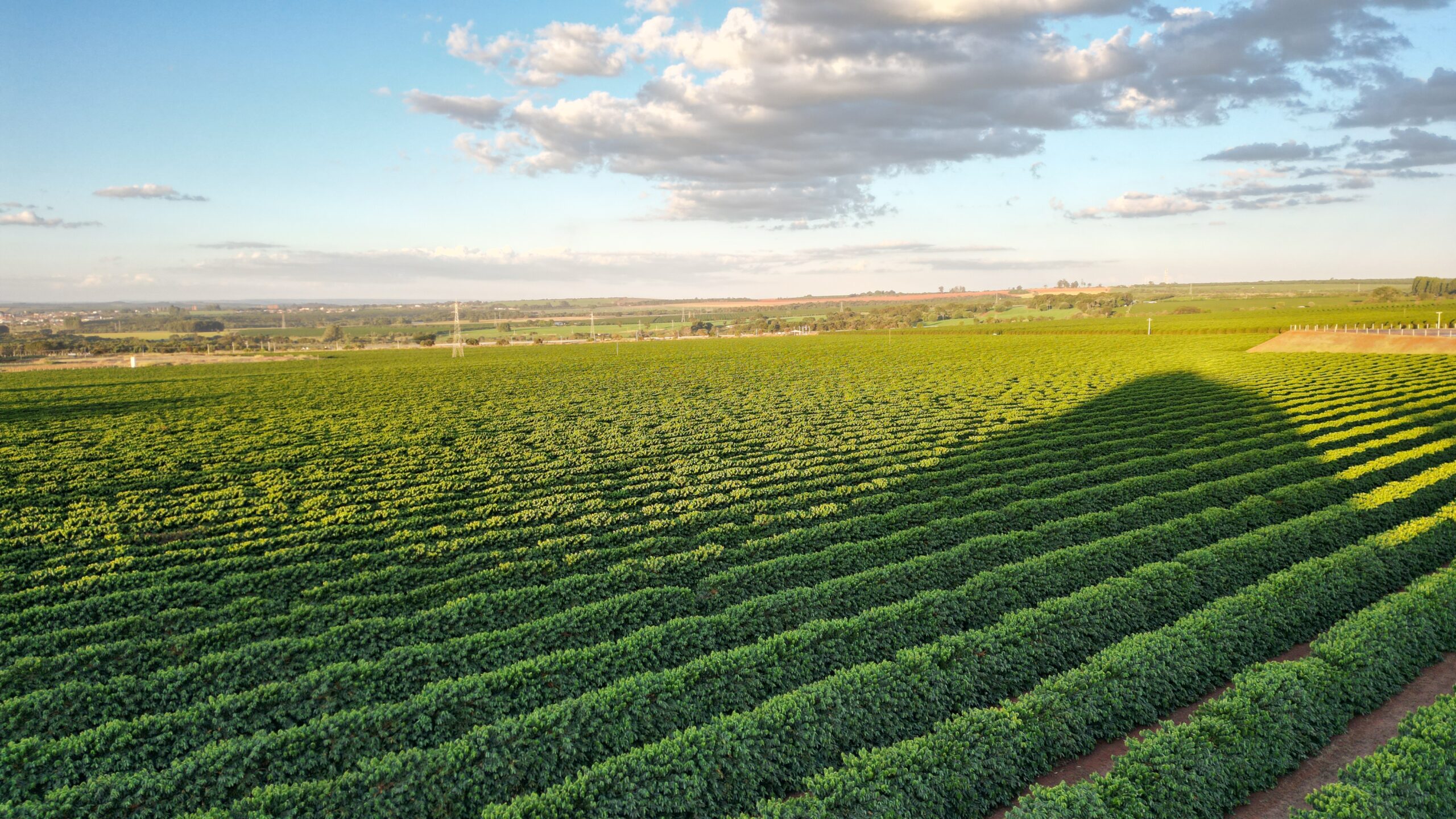 Foto de plantações de café em Monte Carmelo - MG