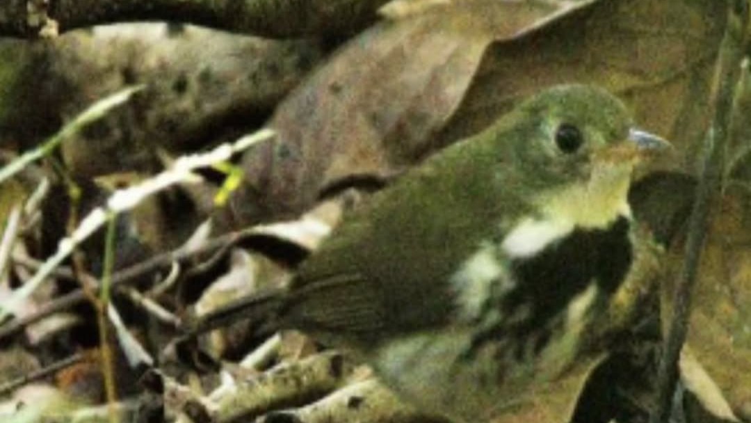 Ave estalador registrada pela primeira vez no Triângulo Mineiro em pesquisa no Parque da Matinha